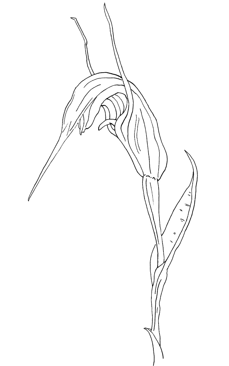 Desenhos de greenhood pterostylis decurva de verão para colorir