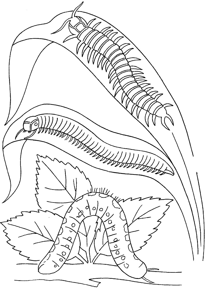 Desenhos de Lagarta e Centopéias para colorir