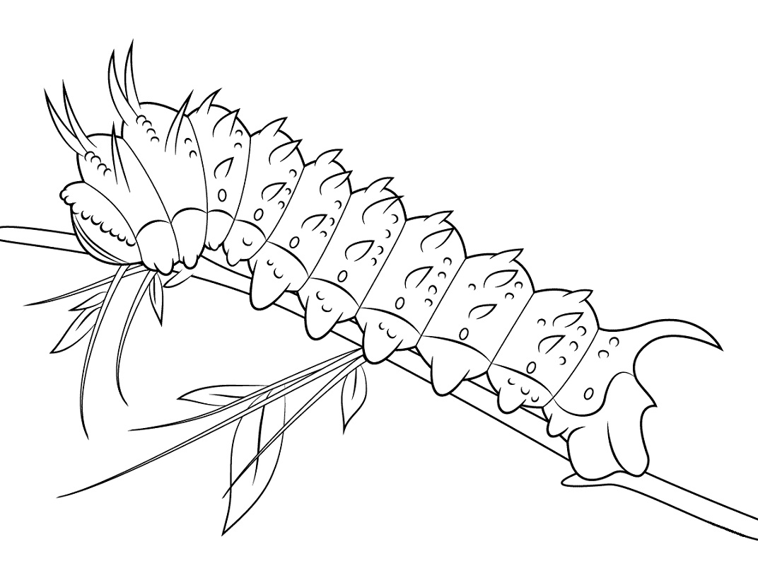 Desenhos de Lagarta Silkmoth para colorir