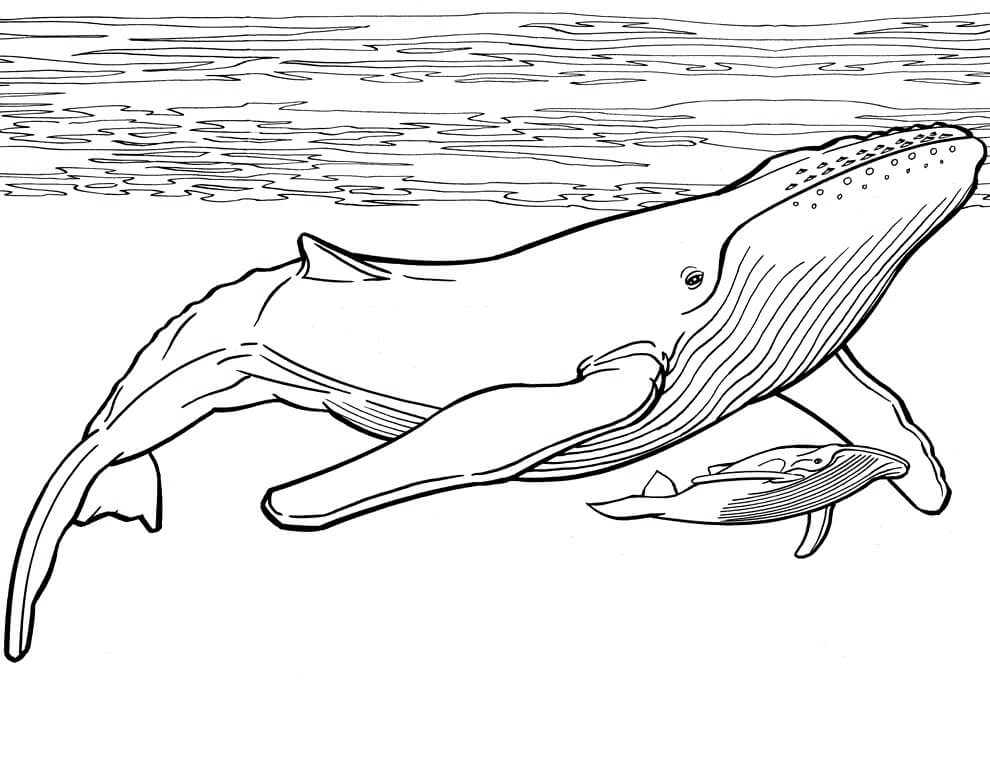 Desenhos de Mãe Baleia e Filhote de Baleia para colorir