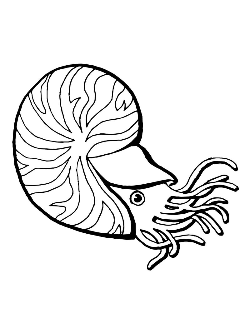 Nautilus com Câmara para colorir