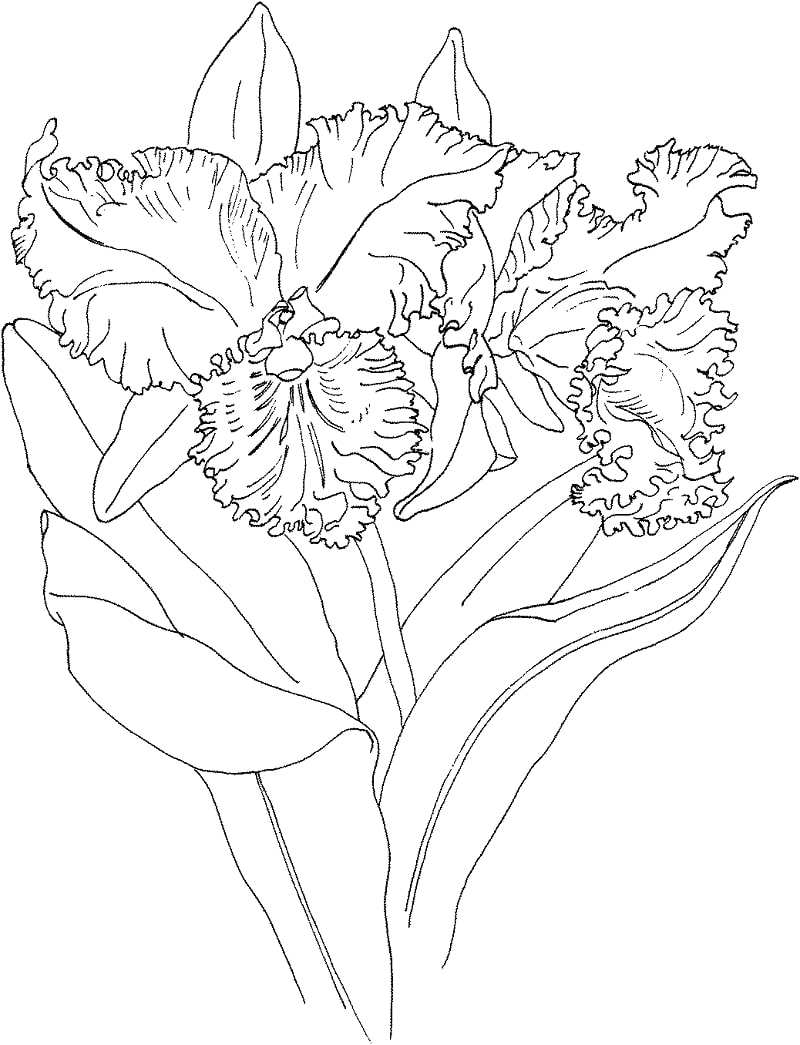 Desenhos de orquídea blc memoria crispin rosales para colorir