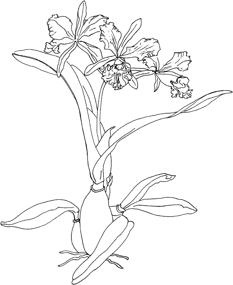 Desenhos de orquídea-de-natal para colorir