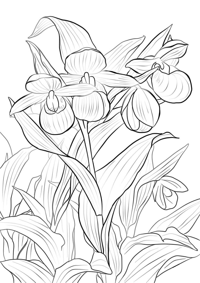 Desenhos de orquídea sapatinho-de-dama rosa e branca para colorir