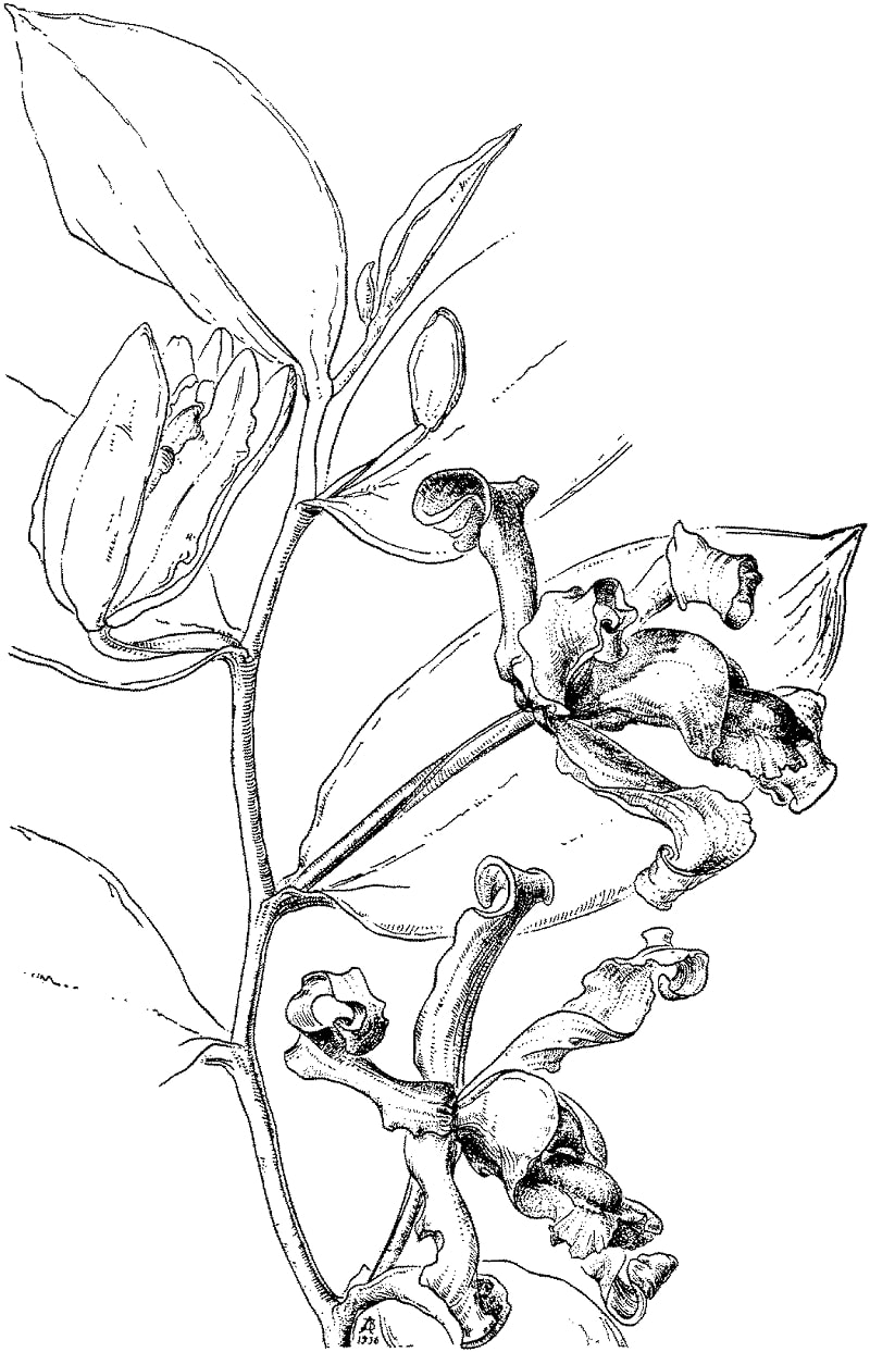 Desenhos de orquídea vitoriana para colorir