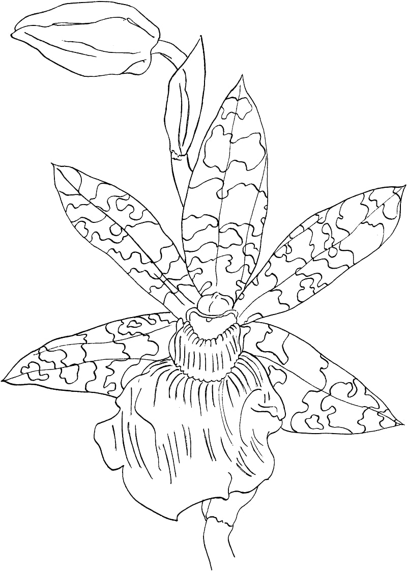 Desenhos de orquídea zygopetalum helen ku para colorir