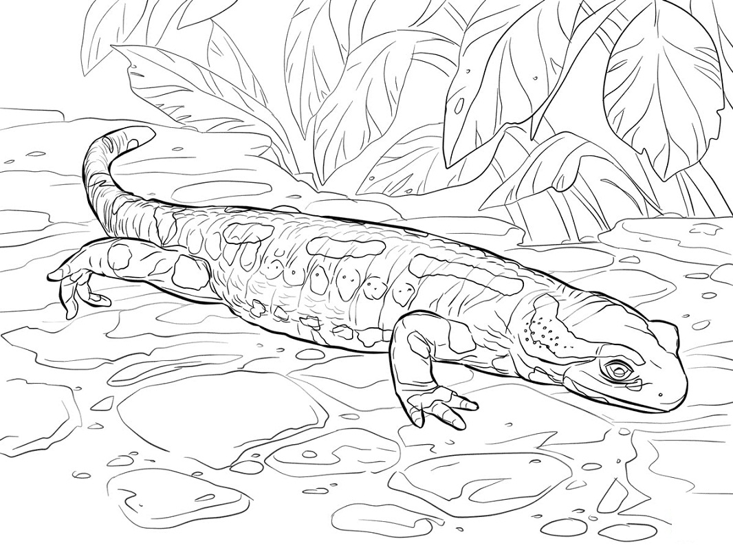 Salamandra de Fogo para colorir