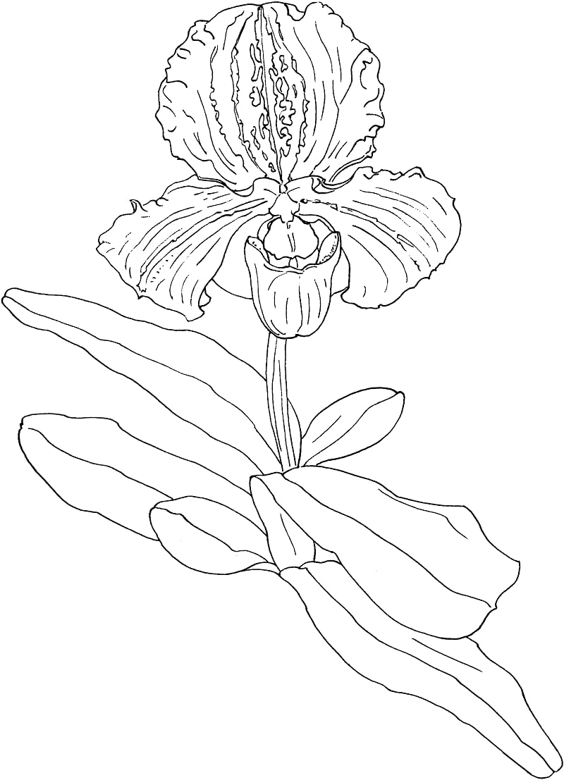 Desenhos de sapatinho, orquídea paphiopedilum para colorir