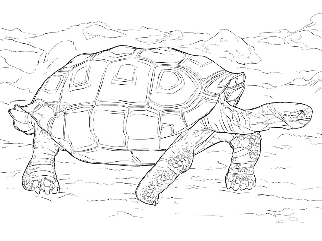 Tartaruga de Galápagos para colorir