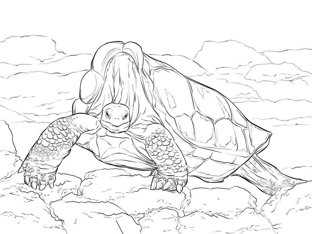 Tartaruga Gigante para colorir