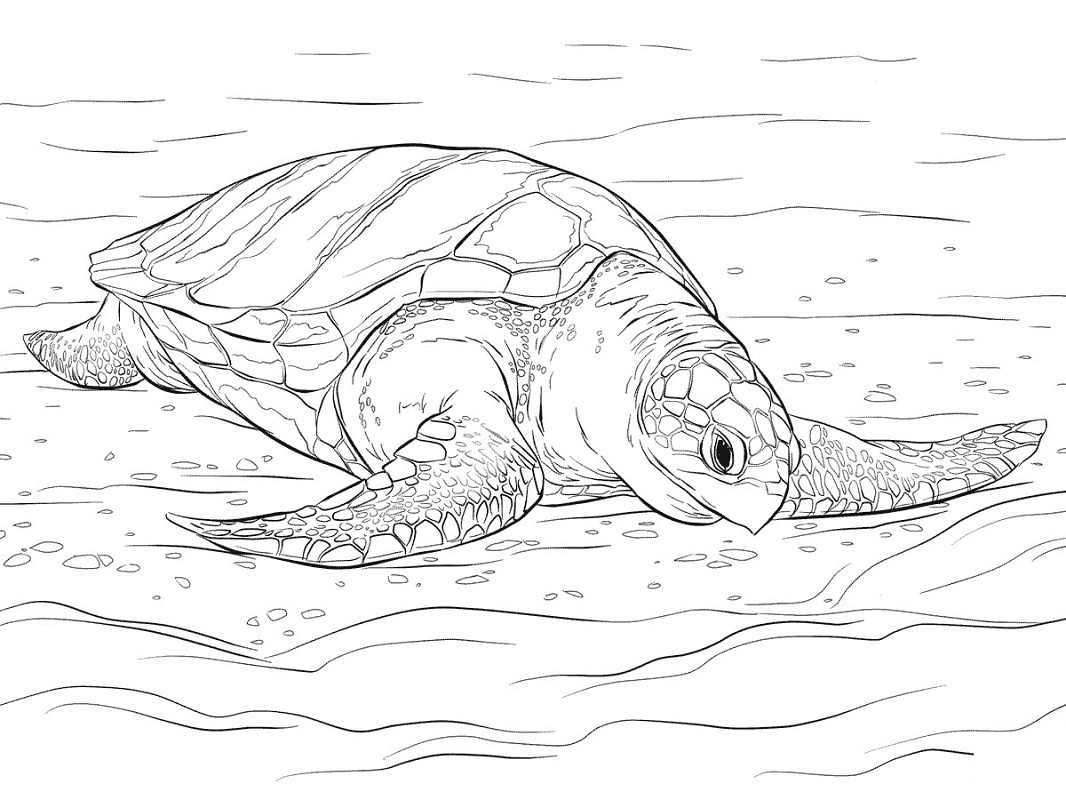 Desenhos de Tartaruga Marinha para colorir
