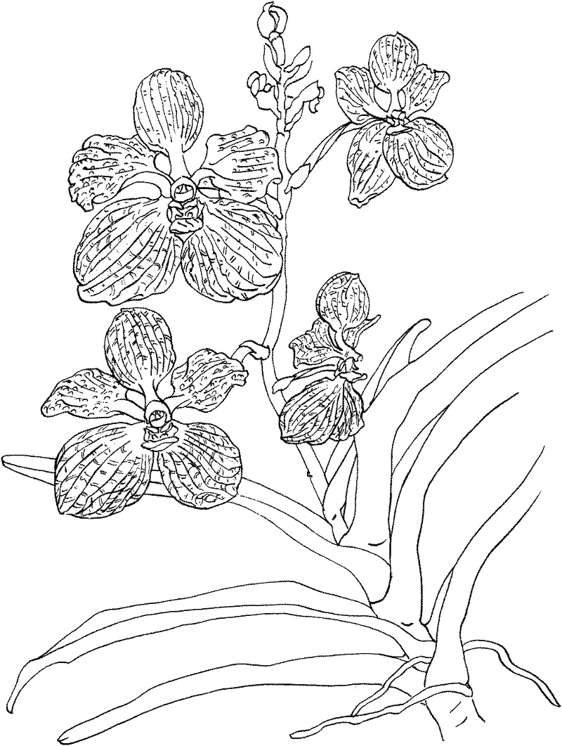 Desenhos de Orquídea para Colorir