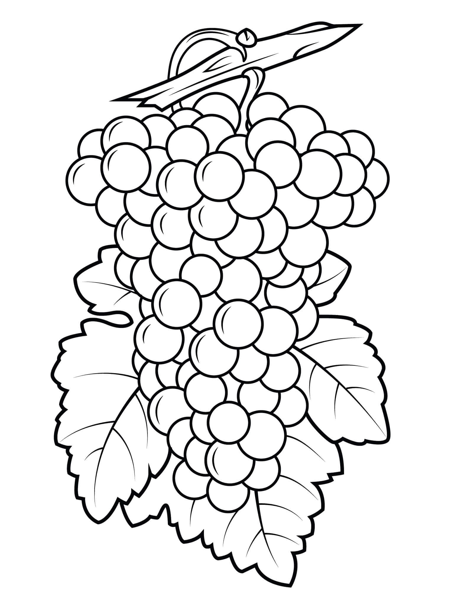 Desenhos de Belas Uvas para colorir