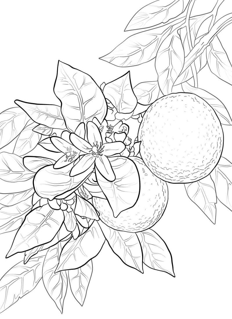 Desenhos de Flor de Laranja para colorir