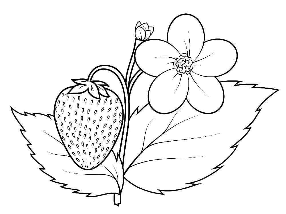Desenhos de Morango com Folha e Flor para colorir