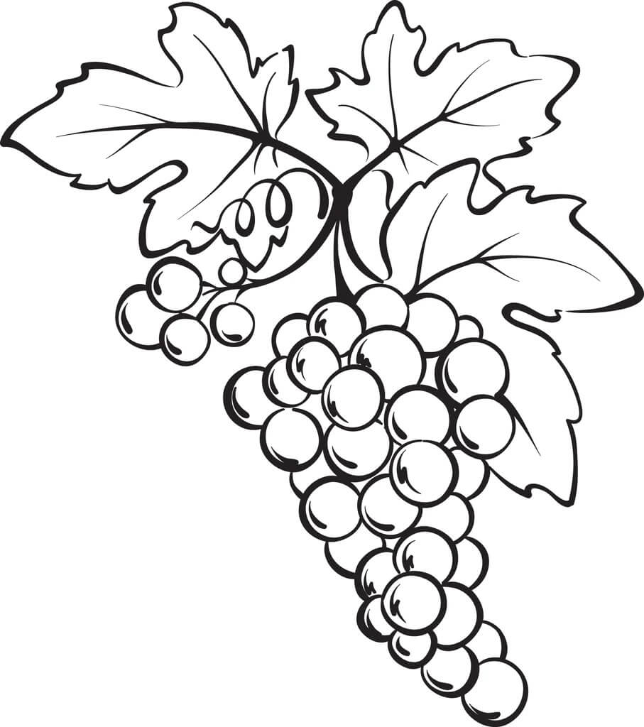 Um Cacho de Uvas para colorir