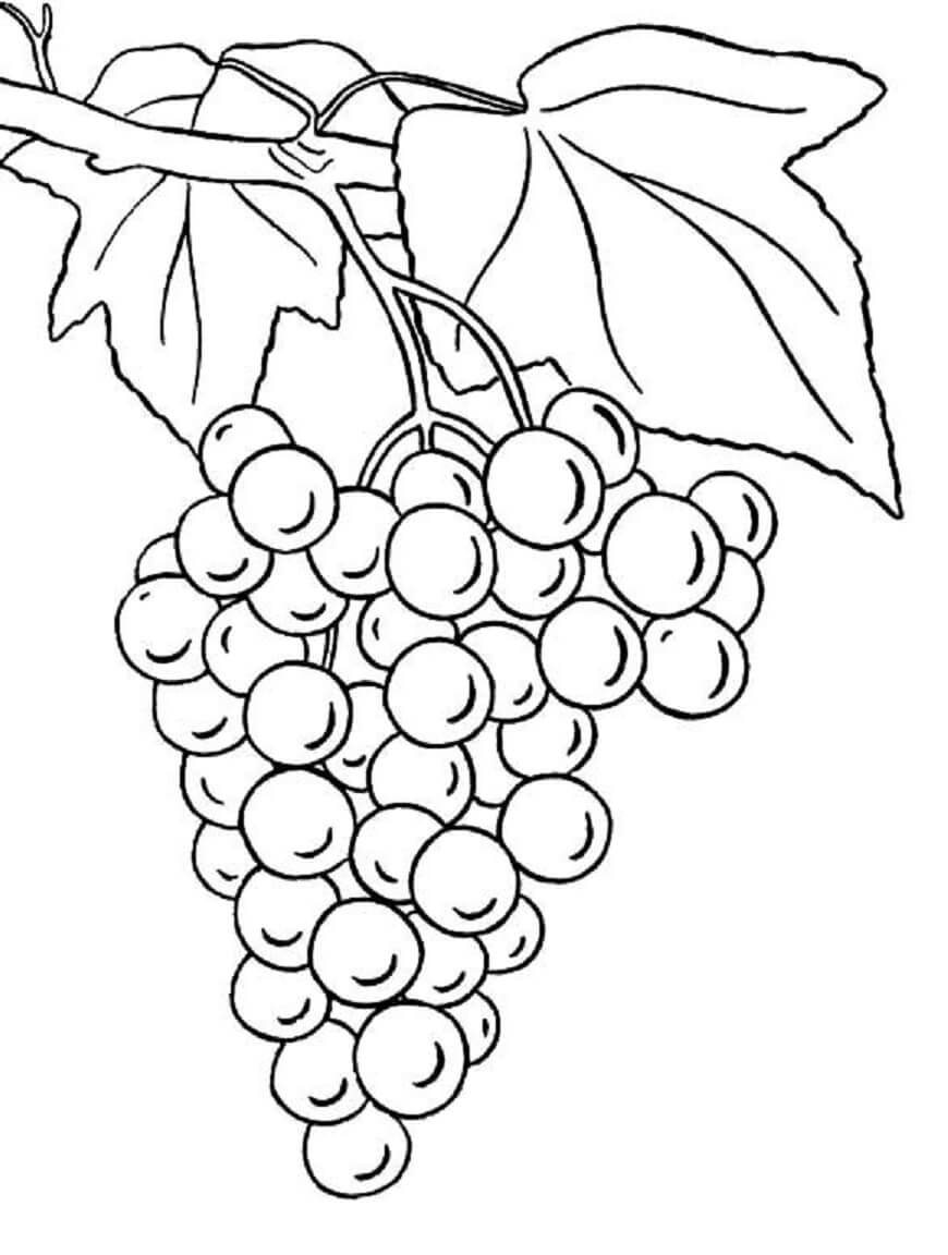 Desenhos de Uvas com Folhas para colorir