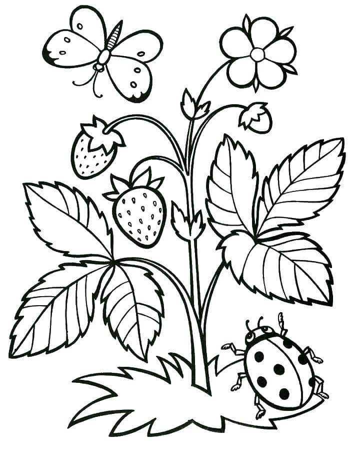 Desenhos de Plantas de Morango e Insetos para colorir