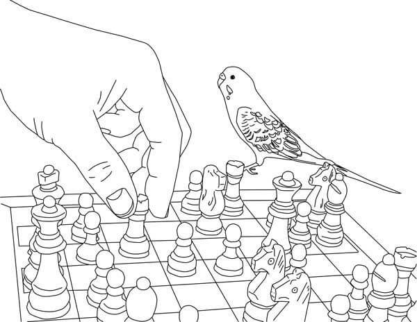 Jogando xadrez com Periquito para colorir