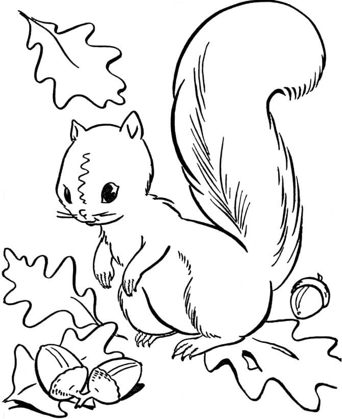 Desenhos de Esquilo Básico no Outono para colorir