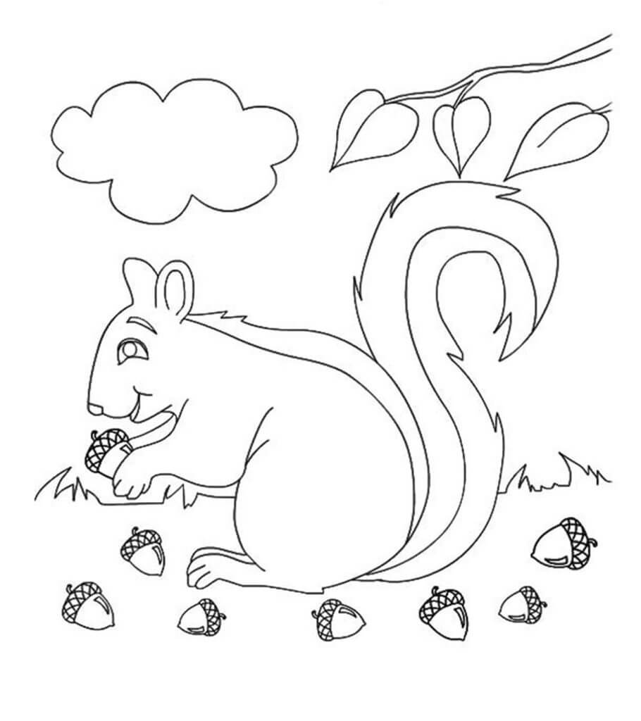 Desenhos de Esquilo Comendo Bolota do Outono para colorir