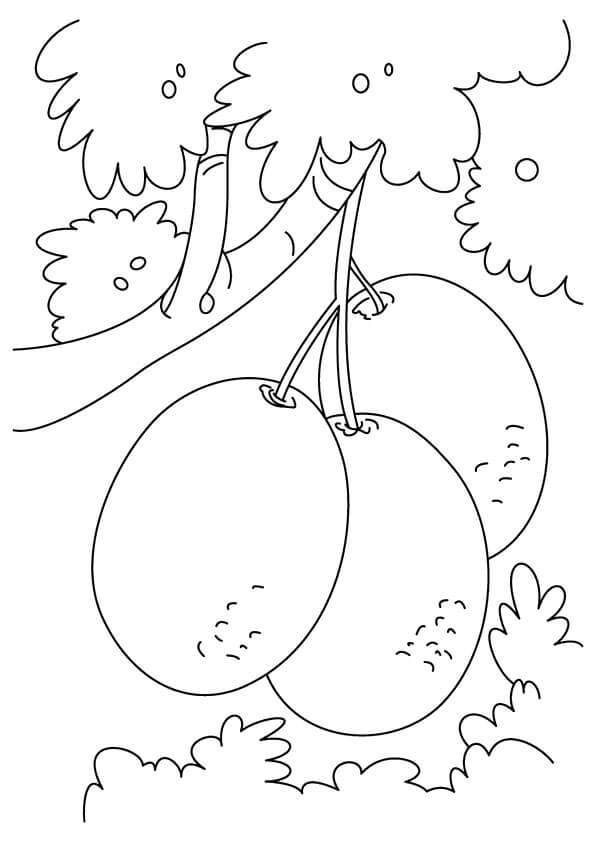 Desenhos de Quivi de Galho de Árvore para colorir