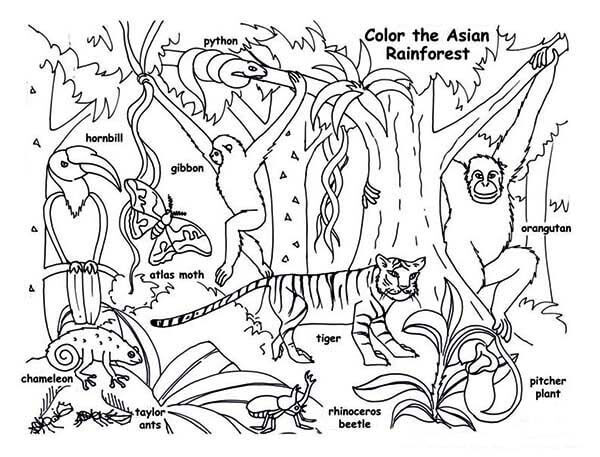 Desenhos de Animal Fofo na Floresta Amazônica para colorir