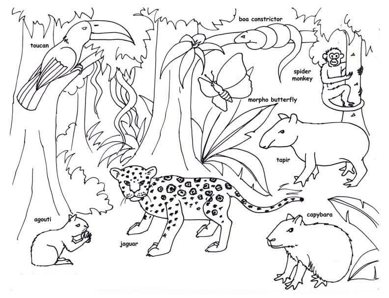 Desenhos de Animal da Floresta Amazônica para colorir