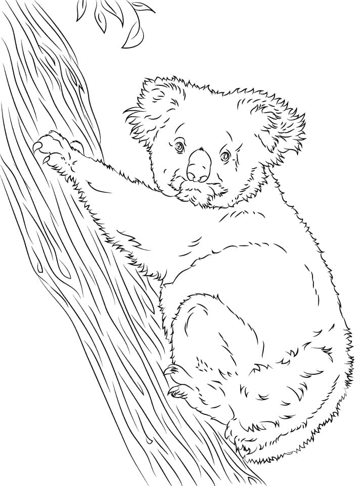 Desenhos de Coala Selvagem 1 para colorir