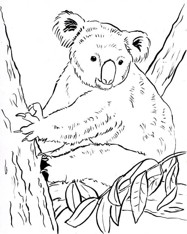 Desenhos de Coala Selvagem para colorir 5 para colorir