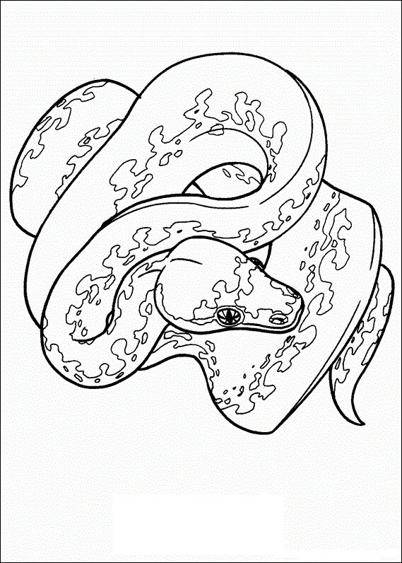 Desenhos de Cobra da Floresta Amazônica para colorir