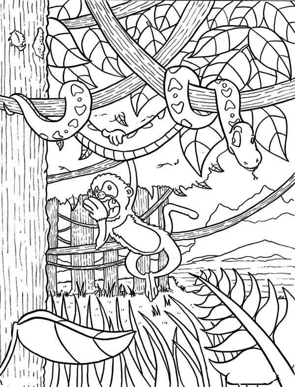 Desenhos de Cobra e Macaco na Floresta Amazônica para colorir