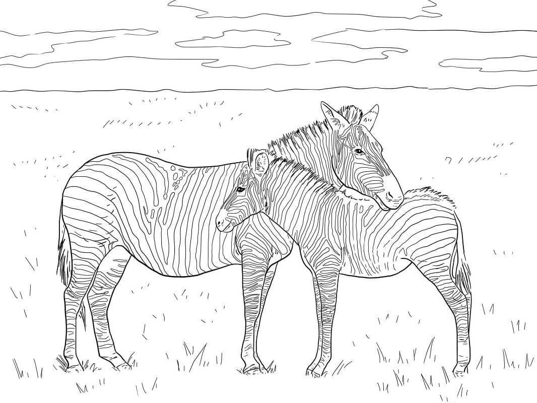 Desenhos de Duas Zebras para colorir