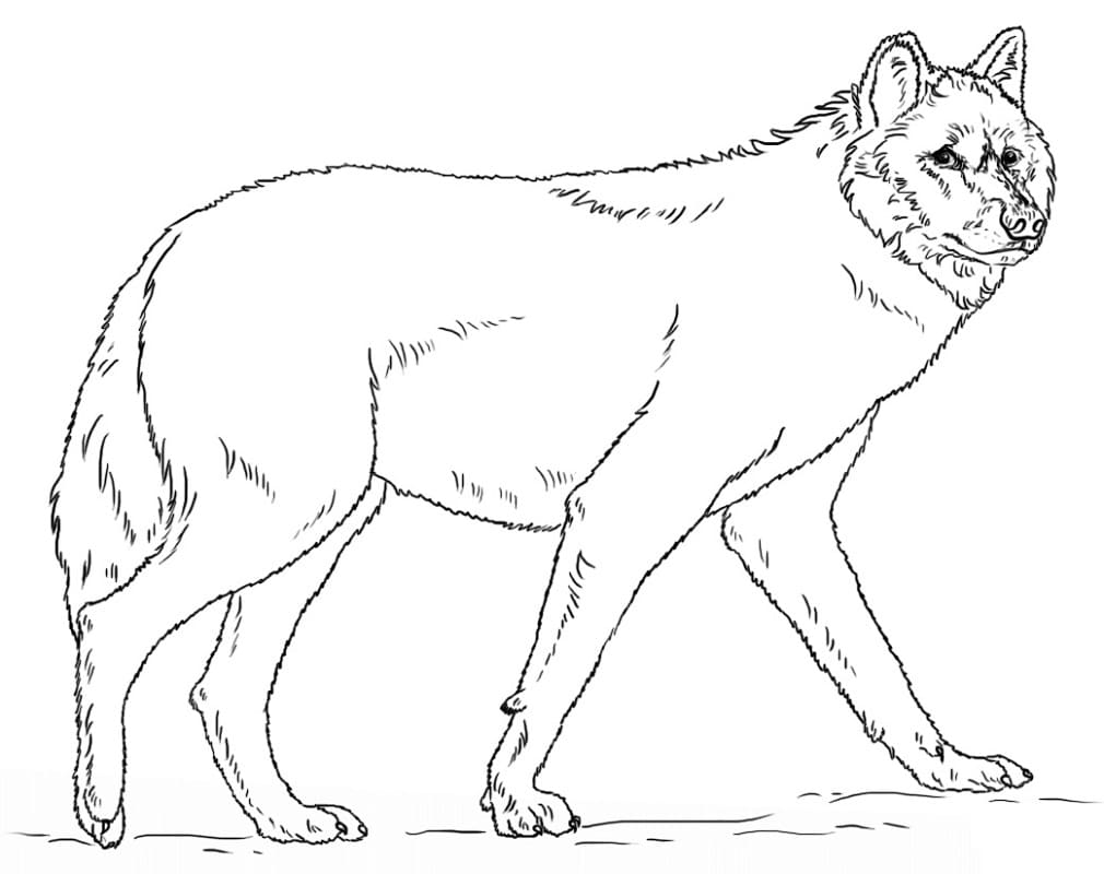 Desenhos de Lobo Selvagem 1 para colorir