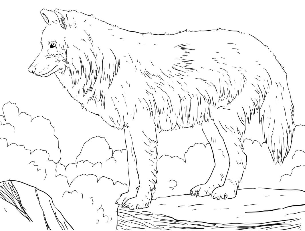Lobo Selvagem 2 para colorir