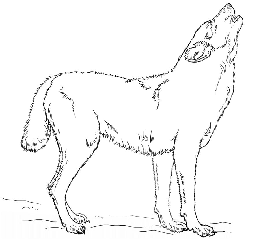Desenhos de Lobo Selvagem 4 para colorir