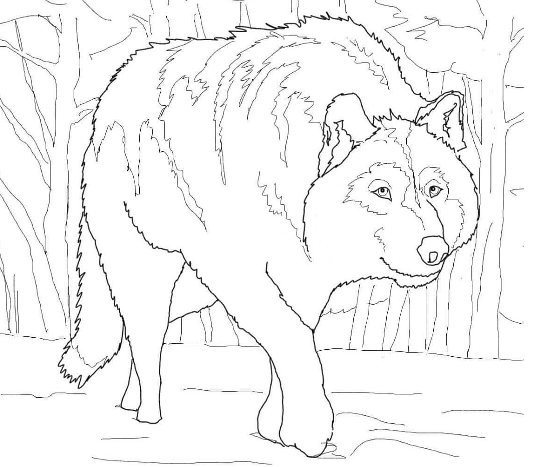 Desenhos de Lobo Selvagem 5 para colorir