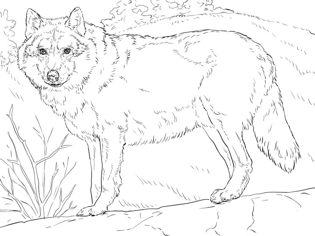 Desenhos de Lobo Selvagem para colorir