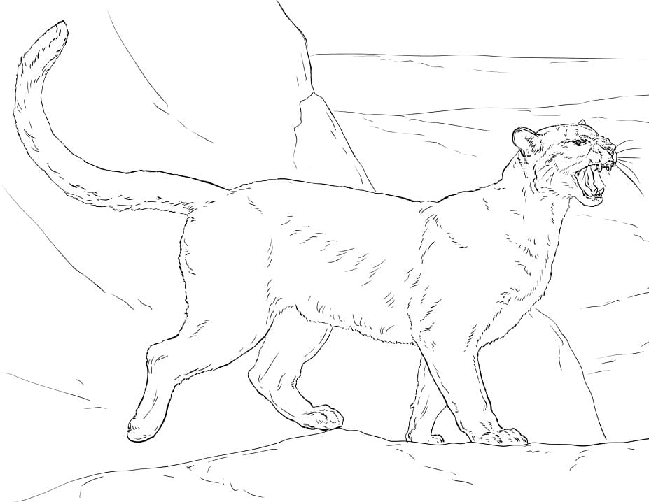 Desenhos de Puma Selvagem 3 para colorir