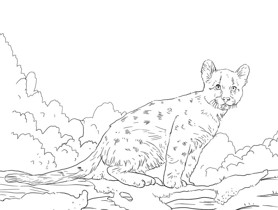 Desenhos de Puma Selvagem 4 para colorir