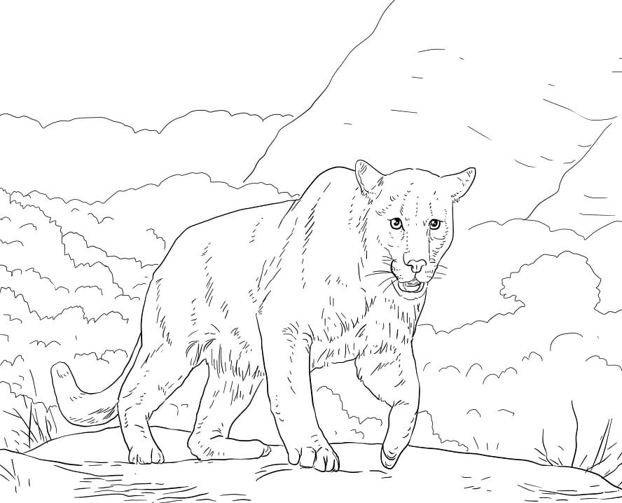 Desenhos de Puma Selvagem 5 para colorir