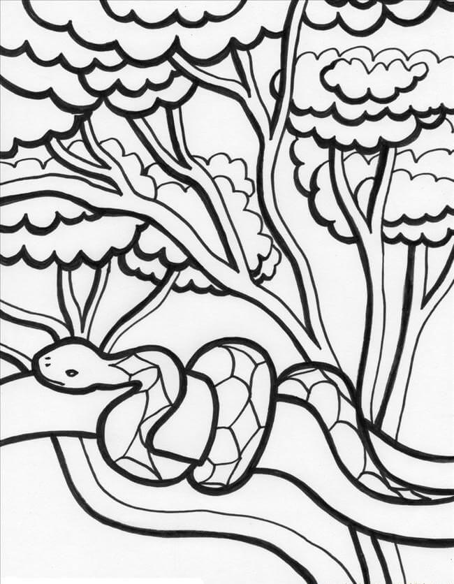 Serpente da Floresta Amazônica para colorir