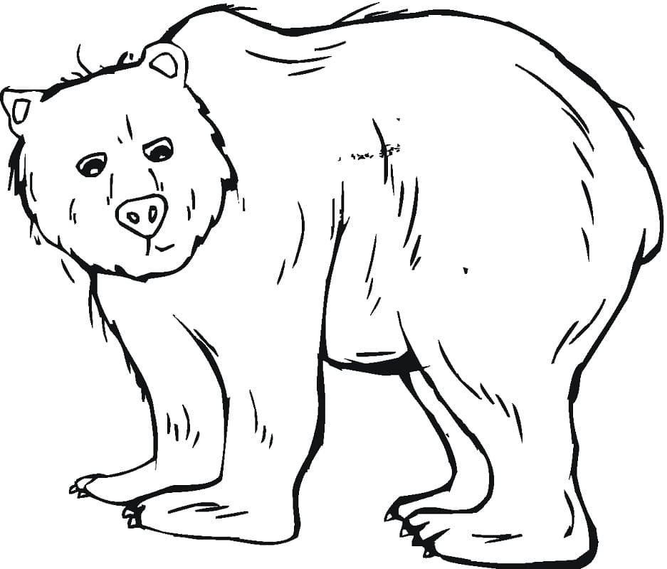 Urso Selvagem 2 para colorir