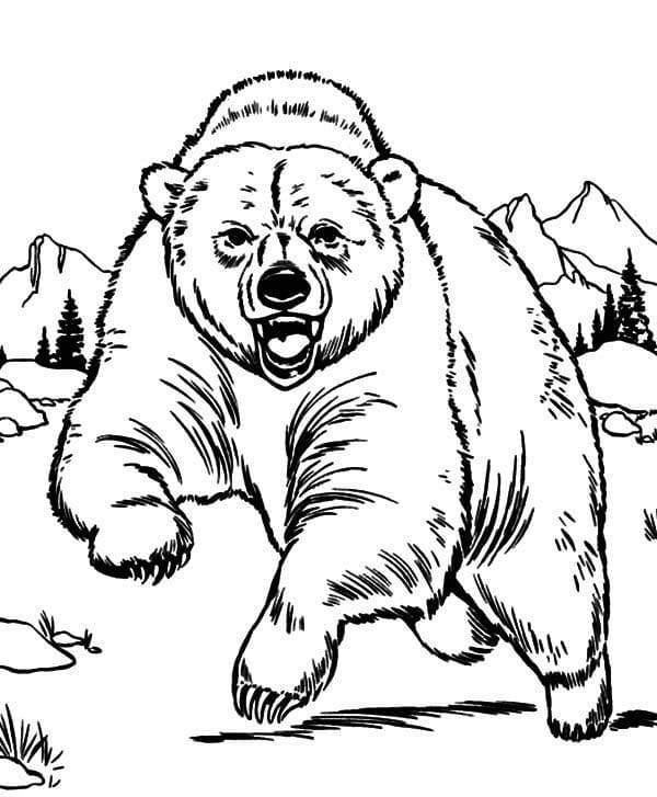 Desenhos de Urso Selvagem 3 para colorir