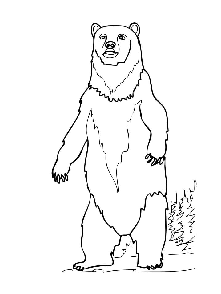 Desenhos de Urso Selvagem para colorir