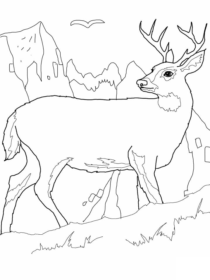 Desenhos de Veado Selvagem 4 para colorir