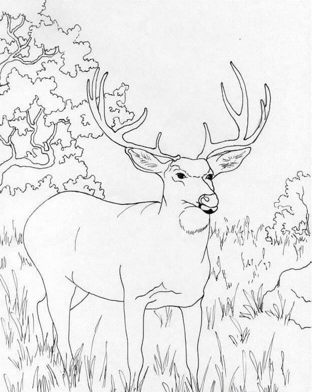 Desenhos de Veado Selvagem 5 para colorir