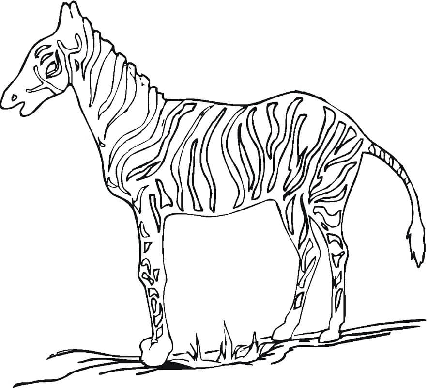 Zebra Normal 1 para colorir