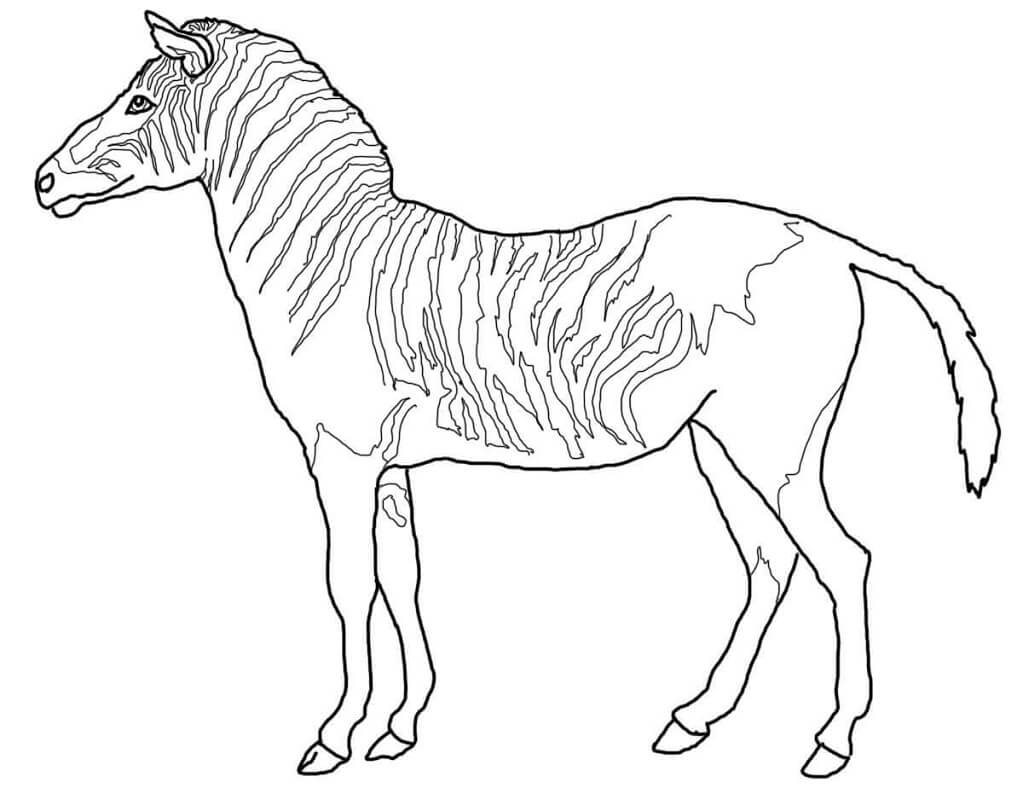 Desenhos de Zebra Normal 4 para colorir