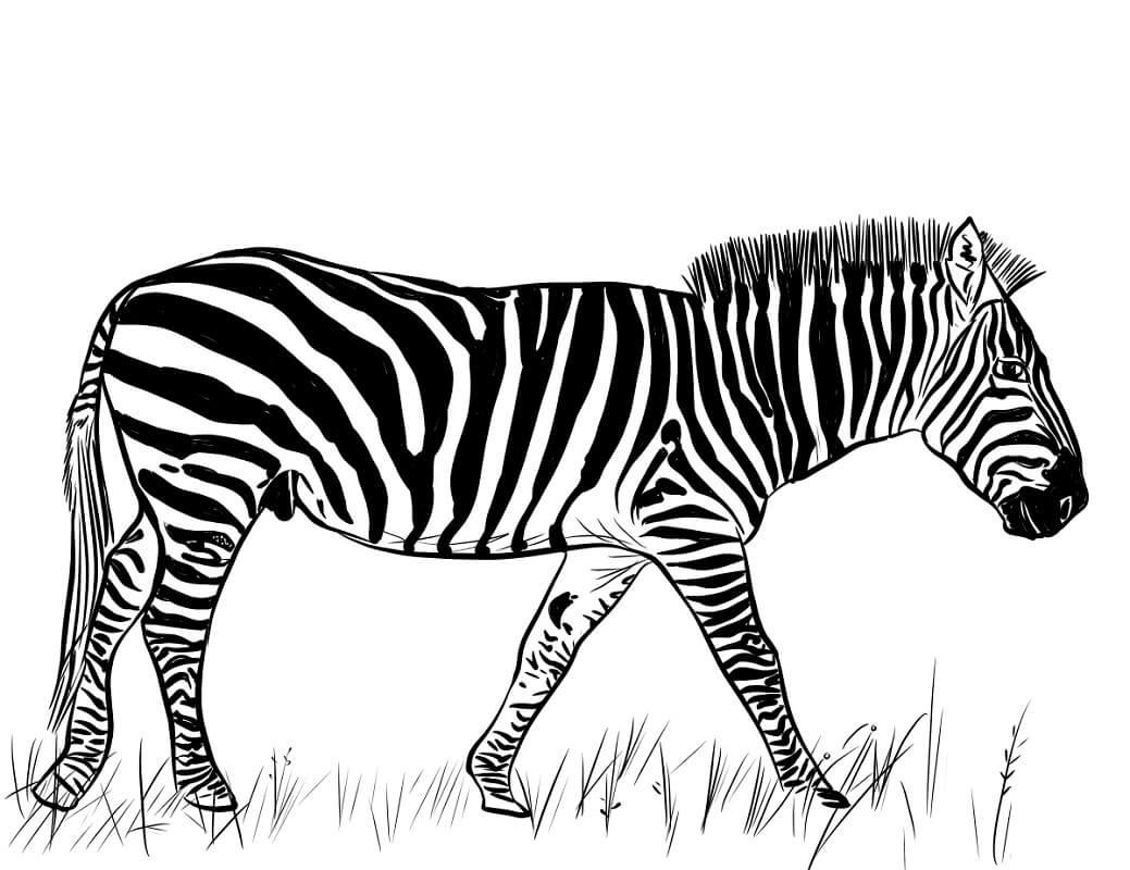 Desenhos de Zebra Normal 5 para colorir